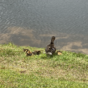 a picture of an adult duck surrounded by several baby ducks at the edge of a pond